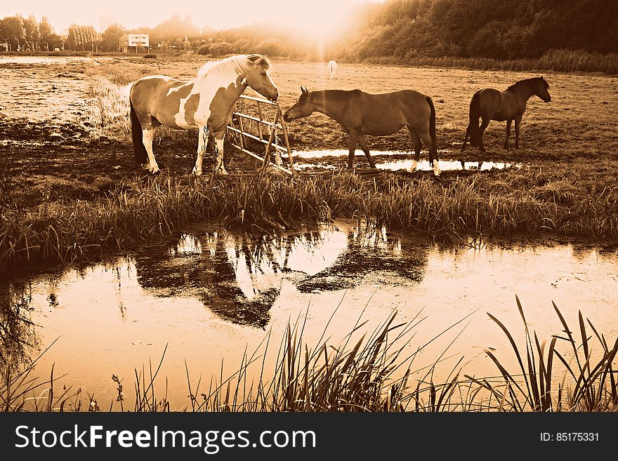 PUBLIC DOMAIN DEDICATION - Pixabay-Pexels digionbew 15. 12-08-16 Horse in reflection LOW RES DSC09056