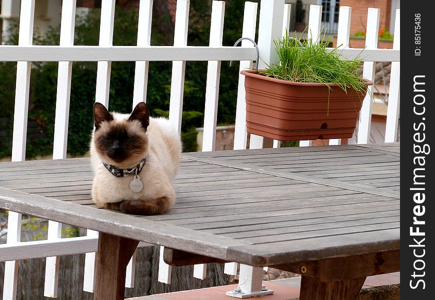 Schrödinger taking a nap on the table outside. Schrödinger taking a nap on the table outside.