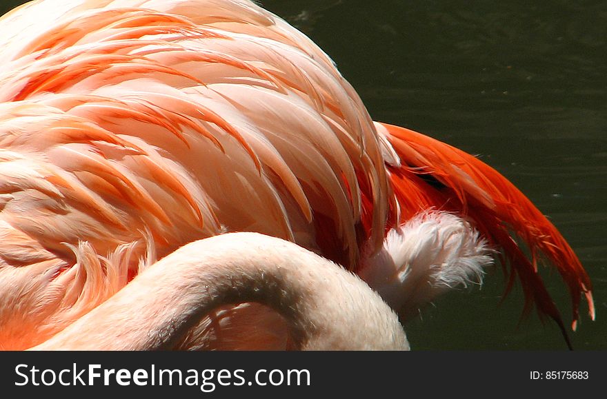 flamingo feathers