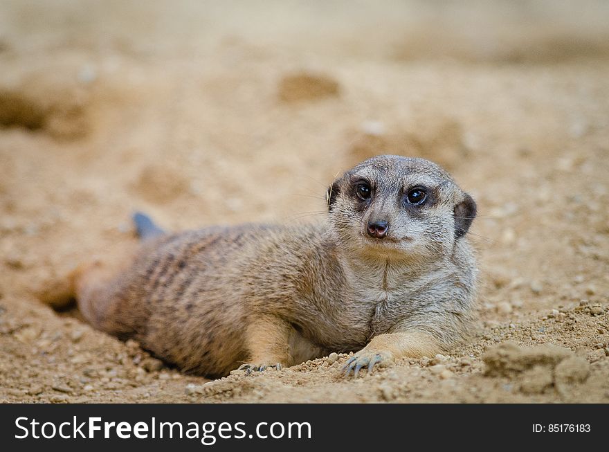 Meerkat