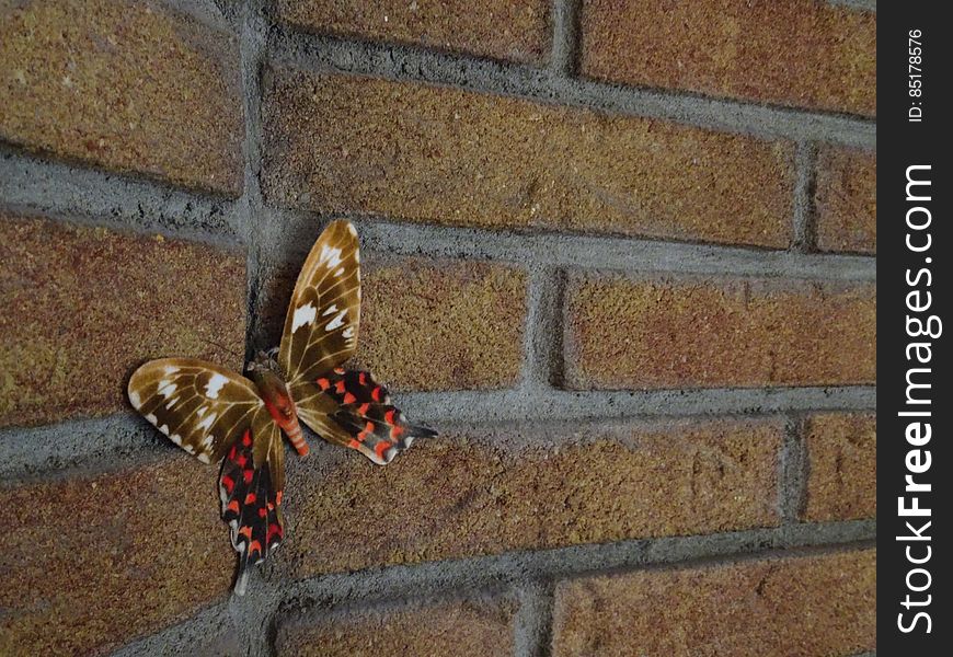 Butterfly On Brick Wall
