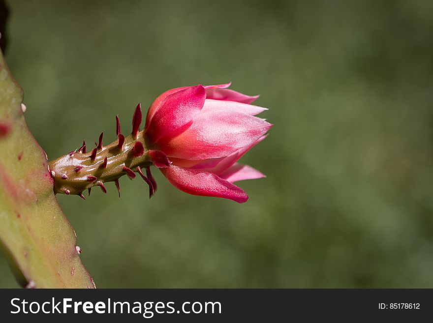 A cactus plant with a red flower in bloom. A cactus plant with a red flower in bloom.