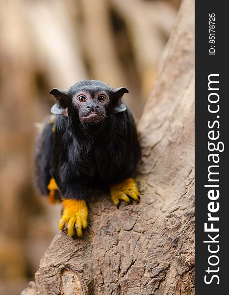 Red-handed tamarin