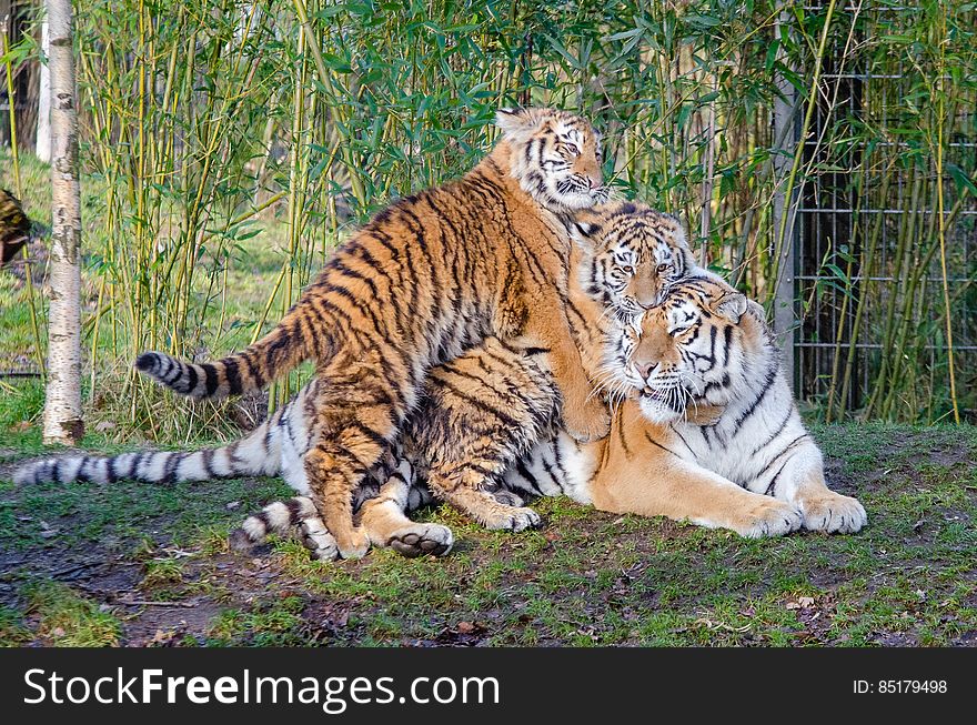 &#x22;It&#x27;ll be fun&#x22; they said... Just something silly from one of my trips to the zoo. &#x22;It&#x27;ll be fun&#x22; they said... Just something silly from one of my trips to the zoo.