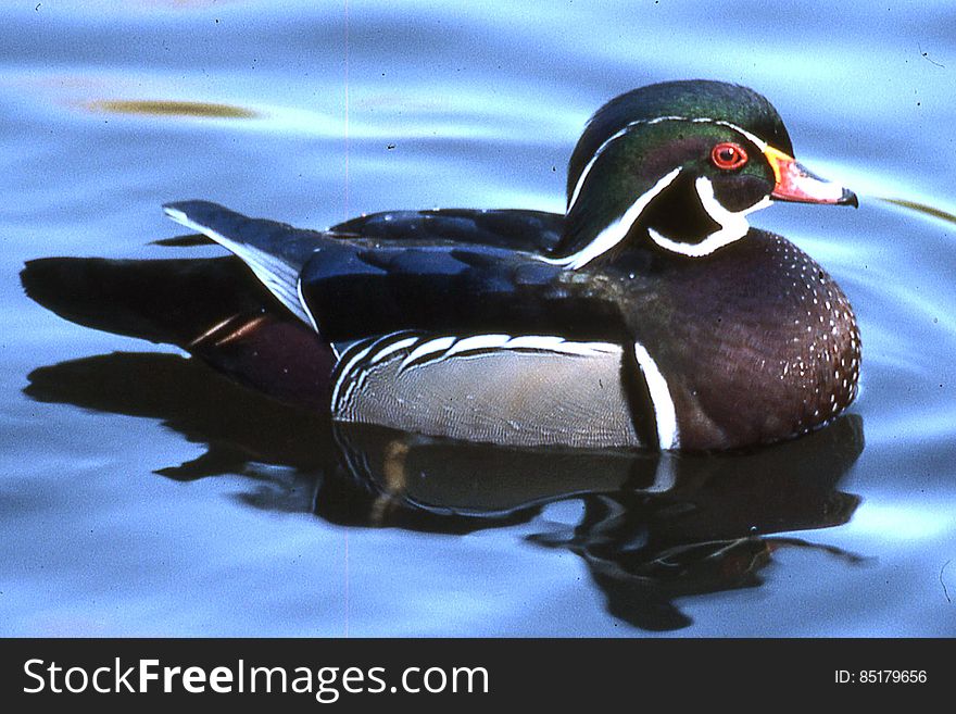 wood duck