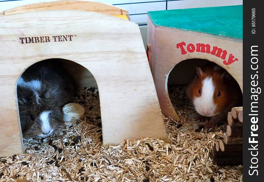 My mother&#x27;s class guinea pigs &#x28;she&#x27;s a teacher&#x29;. Each time I go to Barcelona for a visit I check on the piggies to make sure they&#x27;re happy and healthy!. My mother&#x27;s class guinea pigs &#x28;she&#x27;s a teacher&#x29;. Each time I go to Barcelona for a visit I check on the piggies to make sure they&#x27;re happy and healthy!
