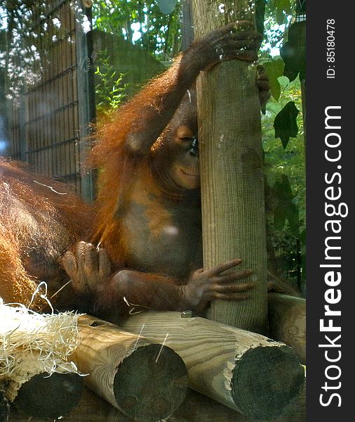 It was hard to take a picture of this one, since she was behind a glass wall. At the Barcelona zoo. It was hard to take a picture of this one, since she was behind a glass wall. At the Barcelona zoo.