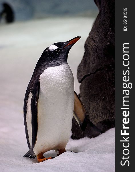 Gentoo Penguin. &x28;6&x29;