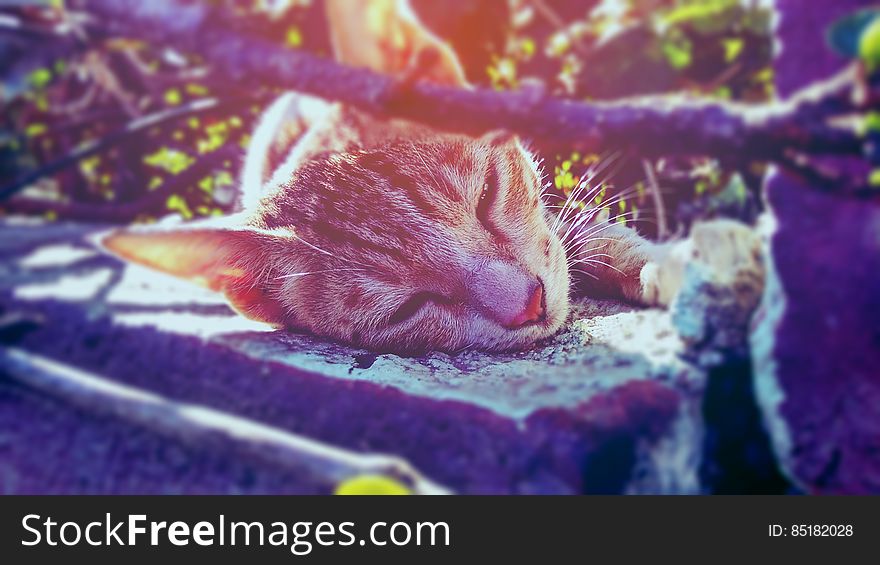 A close up of a cat's head while resting on the ground in the sun. A close up of a cat's head while resting on the ground in the sun.