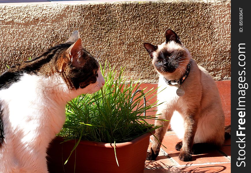 SchrÃ¶dinger clearly asking for permission to eat some grass. Chi is a very calm and relaxed girl, but is the boss at home, no doubt. SchrÃ¶dinger clearly asking for permission to eat some grass. Chi is a very calm and relaxed girl, but is the boss at home, no doubt.