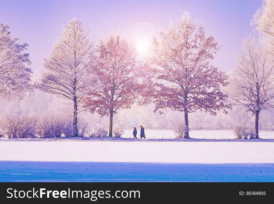 Trees by Lake Against Sky during Winter