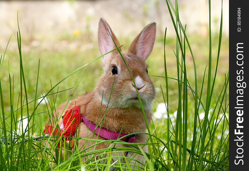 Kirby In The Garden