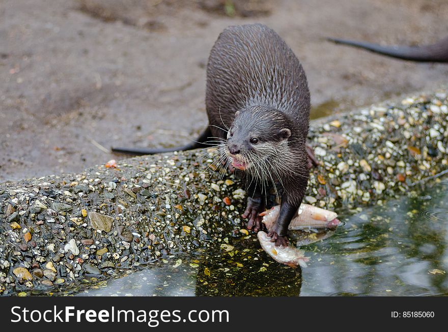 Oriental Small-clawed Otter