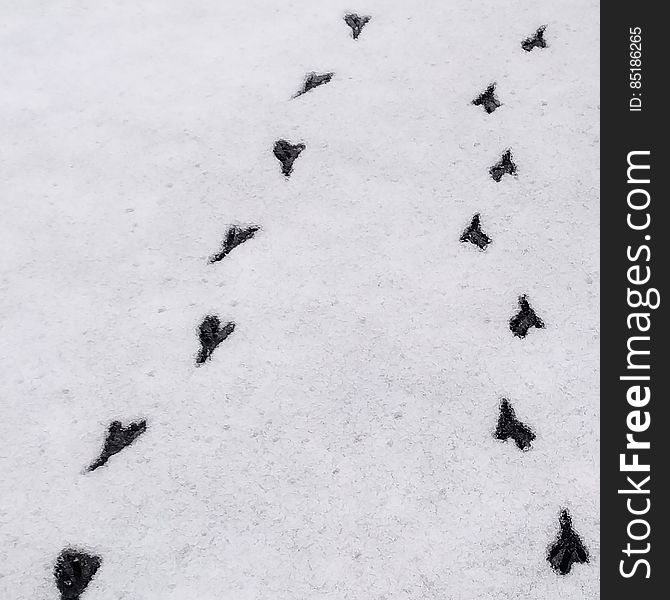 Bird Footprints In The Snow...