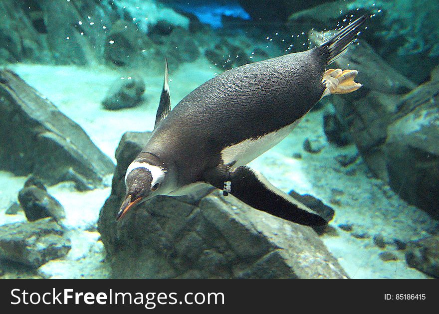 This charismatic marine bird is easily distinguished from other penguins by its bright orange-red bill and the conspicuous white patches above each eye &#x28;3&#x29;. These white patches, which usually meet across the crown, contrast highly with the black head and throat, but there may also be a scattering of white feathers on the head. The white underparts are sharply separated from the penguin’s bluish-black back, which appears browner as the feathers become worn. This charismatic marine bird is easily distinguished from other penguins by its bright orange-red bill and the conspicuous white patches above each eye &#x28;3&#x29;. These white patches, which usually meet across the crown, contrast highly with the black head and throat, but there may also be a scattering of white feathers on the head. The white underparts are sharply separated from the penguin’s bluish-black back, which appears browner as the feathers become worn