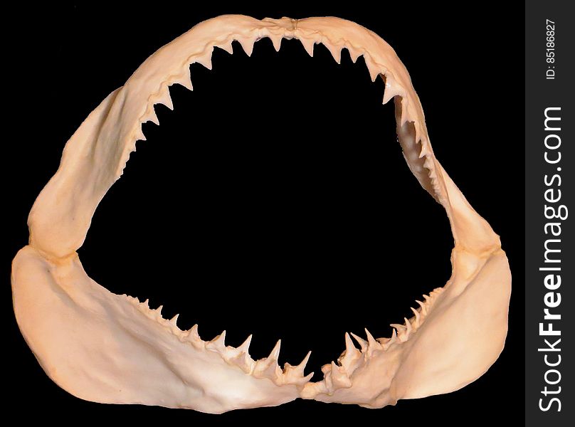 shark jaws