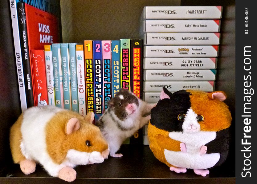 Kodiak seemed very glad he got along with his new hamster friends. Kodiak seemed very glad he got along with his new hamster friends.