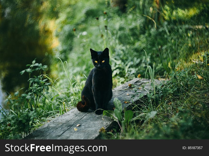 Black Cat At The Pond