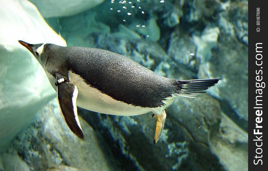 Like all penguins, gentoos are awkward on land. But theyâ€™re pure grace underwater. They have streamlined bodies and strong, paddle-shaped flippers that propel them up to 22 miles an hour &#x28;36 kilometers an hour&#x29;, faster than any other diving bird. Like all penguins, gentoos are awkward on land. But theyâ€™re pure grace underwater. They have streamlined bodies and strong, paddle-shaped flippers that propel them up to 22 miles an hour &#x28;36 kilometers an hour&#x29;, faster than any other diving bird.
