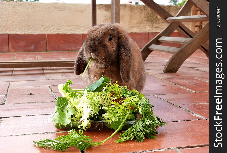 Yum yum! A lovely green plate full of fiber and vitamins for the old bun. :&#x29; He&#x27;s been neglecting his pellets lately and has been picky about hay, so he is getting larger portions of greens than usual. It was nice and warm yesterday, no need for his sweater!. Yum yum! A lovely green plate full of fiber and vitamins for the old bun. :&#x29; He&#x27;s been neglecting his pellets lately and has been picky about hay, so he is getting larger portions of greens than usual. It was nice and warm yesterday, no need for his sweater!
