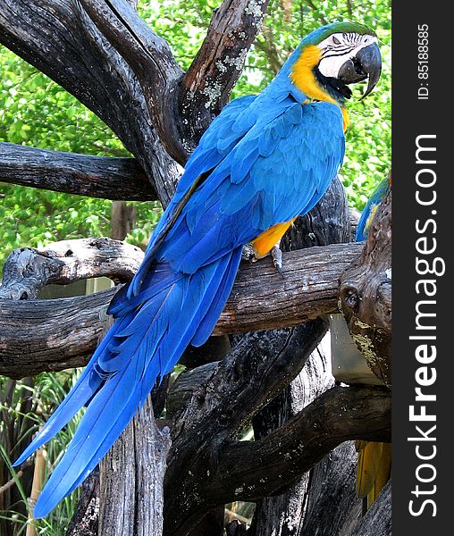 hyacinth macaw