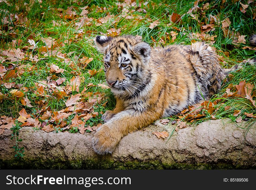 One of the two cubs at the zoo in Duisburg, Germany. One of the two cubs at the zoo in Duisburg, Germany.