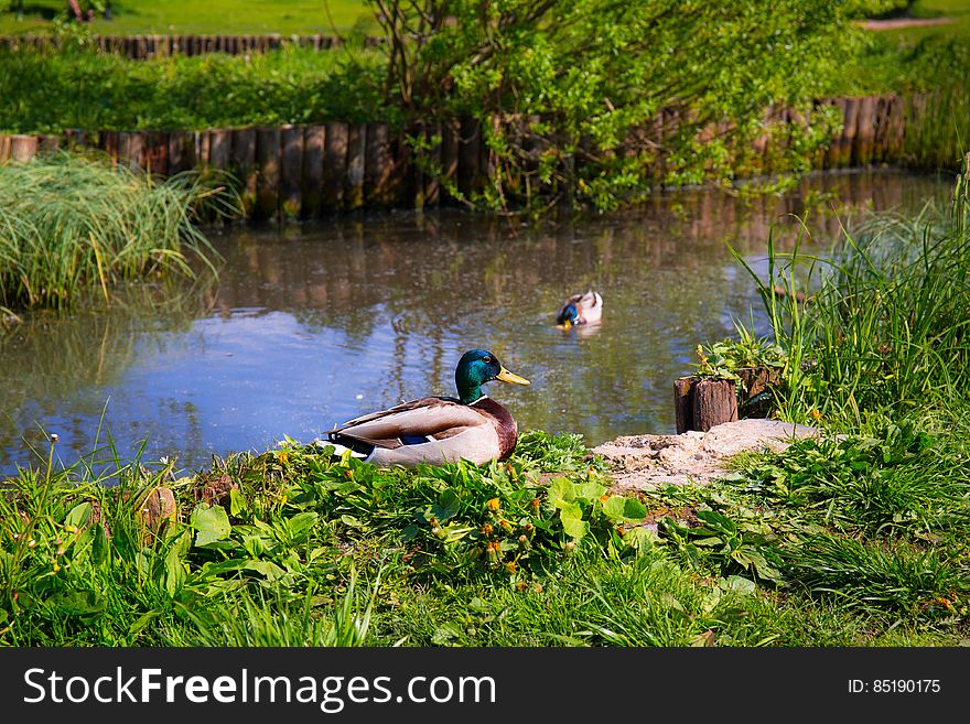 Wild Ducks In A Pond