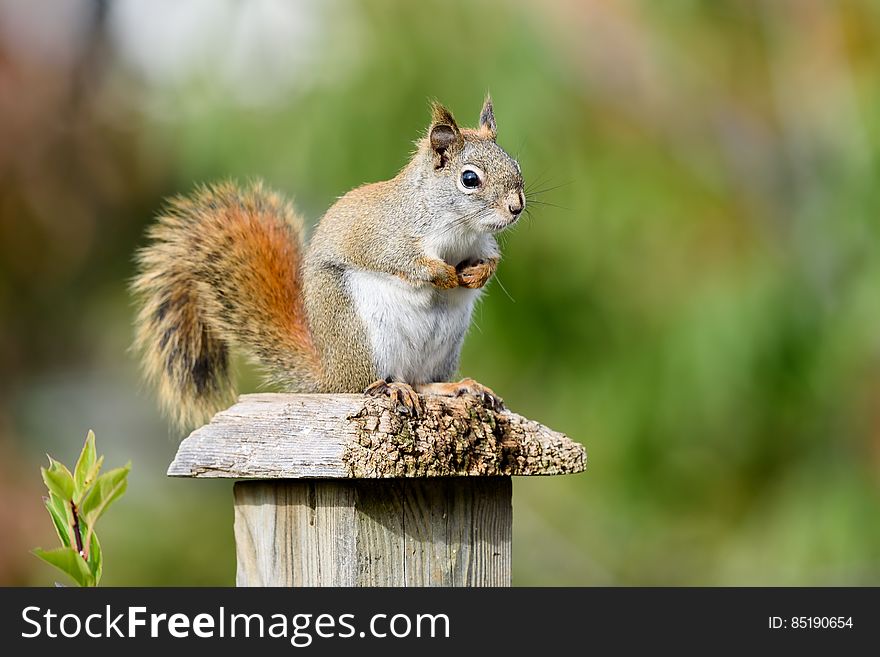 This little guy hangs around my yard, stealing sunflower seeds from the bird feeder. He&#x27;s feisty and chases away the black and grey squirrels that are twice his size. This little guy hangs around my yard, stealing sunflower seeds from the bird feeder. He&#x27;s feisty and chases away the black and grey squirrels that are twice his size.