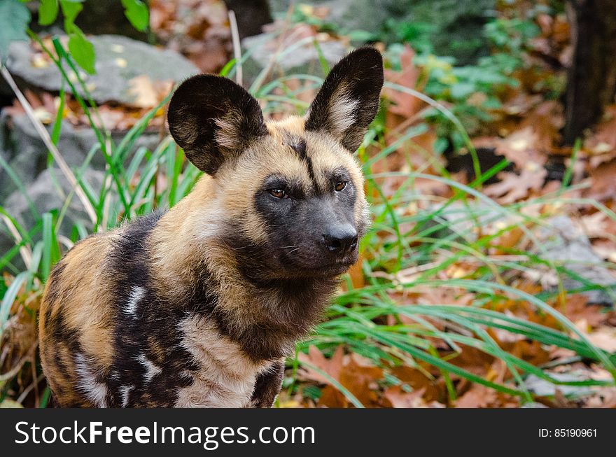 Wild dog in Duisburg, Germany. Wild dog in Duisburg, Germany