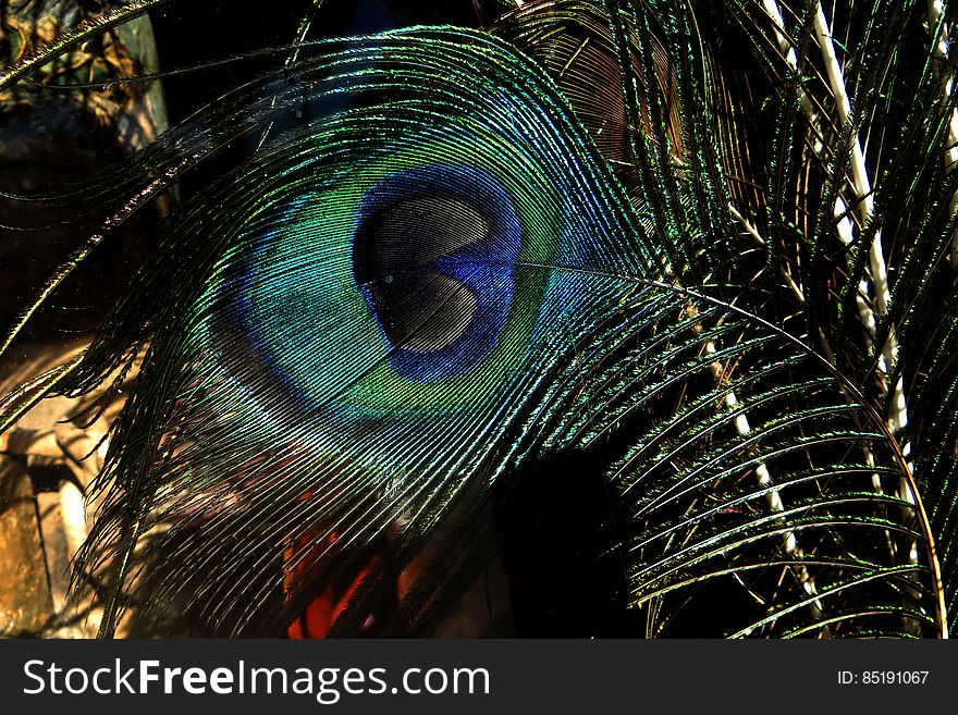 closeup of peacock feather