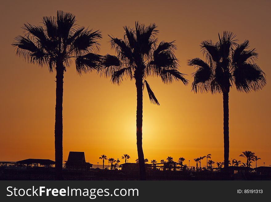 Silhouette Palm Trees On Beach Against Sky