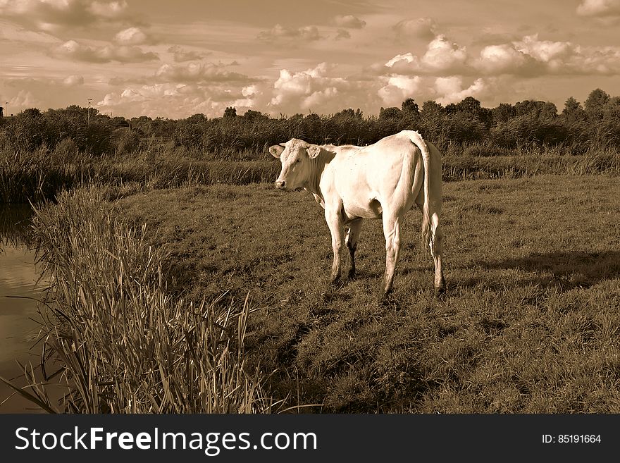 PUBLIC DOMAIN DEDICATION - Pixabay-Pexels digionbew 14. 09-08-16 White cow in the field LOW RES DSC08556