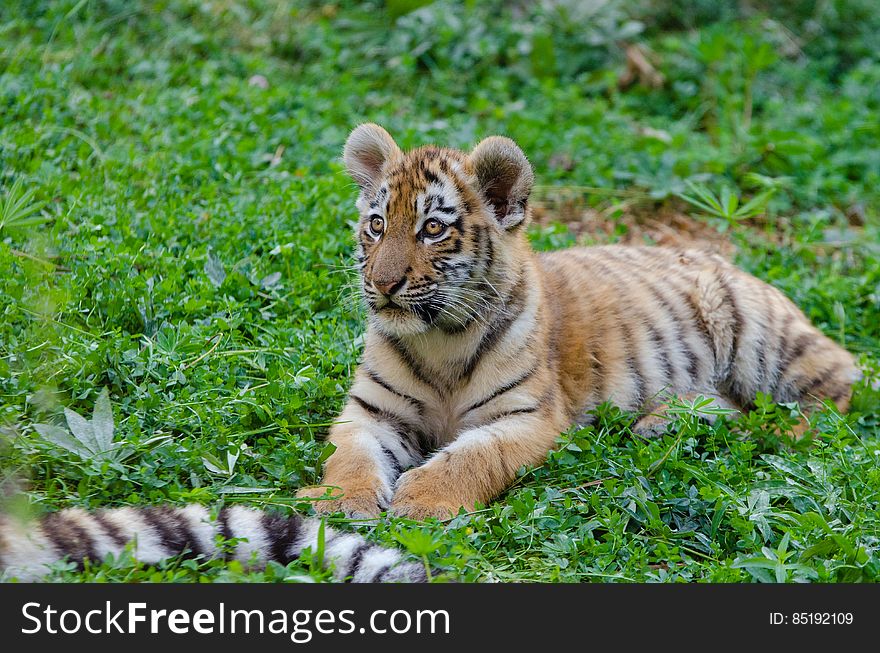 Siberian Tiger Cub