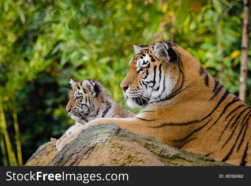 Siberian Tiger Mom with Cub