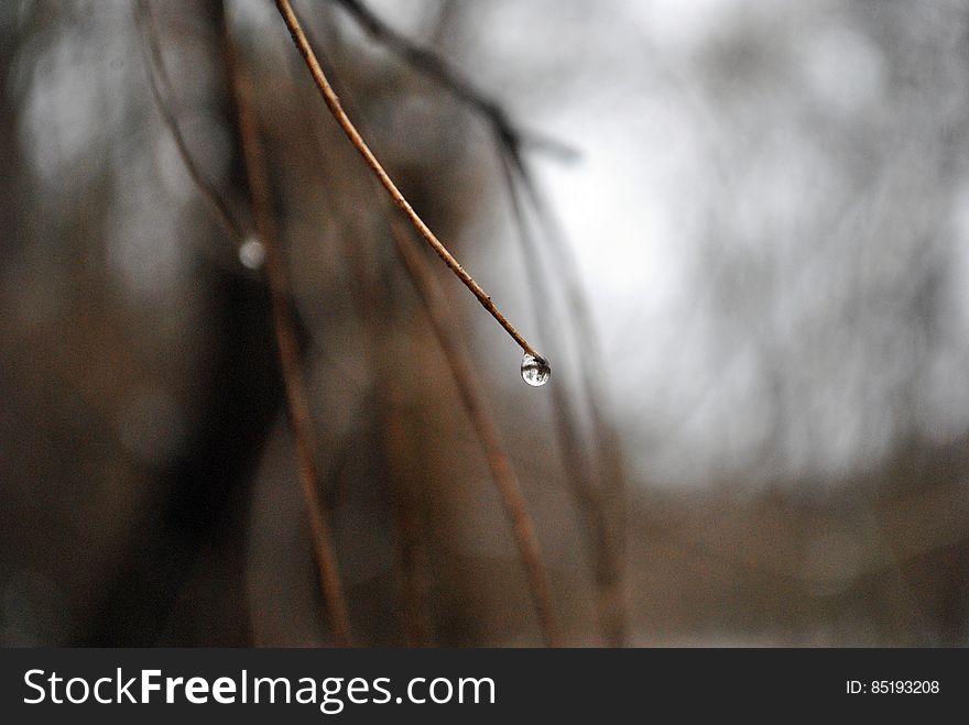 Close up of water drop on tip of bare branch. Close up of water drop on tip of bare branch.