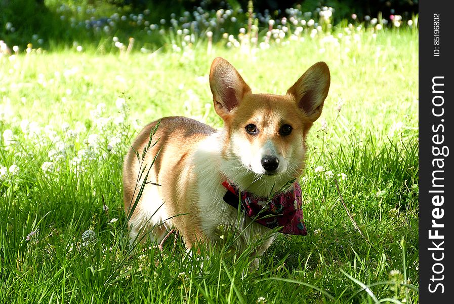 The grass is green and smells fresh, the birds are singing &#x28;and all over to chase&#x29;... What a perfect day to be at the park with my dog Sun. The grass is green and smells fresh, the birds are singing &#x28;and all over to chase&#x29;... What a perfect day to be at the park with my dog Sun.