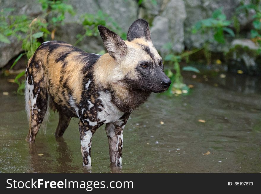 African wild dog