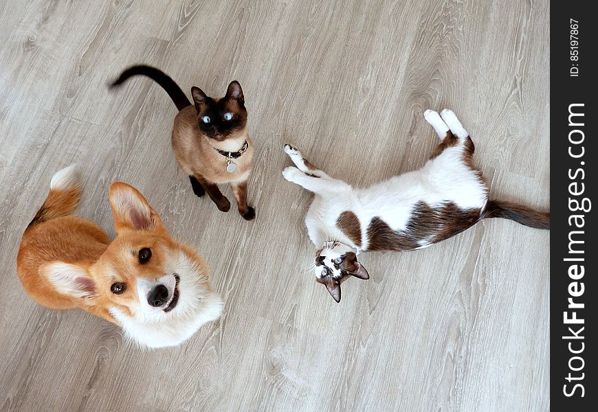 I love this picture, I think the fur monsters show their personalities well on it. Sun is the smiley, sweet pup who&#x27;s always happy to see you. Schrody is the alert, smart, somewhat cheeky boy. Shunso is the laid back, cuddly, amusing cuddlebug. I love this picture, I think the fur monsters show their personalities well on it. Sun is the smiley, sweet pup who&#x27;s always happy to see you. Schrody is the alert, smart, somewhat cheeky boy. Shunso is the laid back, cuddly, amusing cuddlebug.