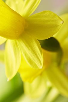 Narcissus Royalty Free Stock Photos Narcissus Royalty Free Stock Photos