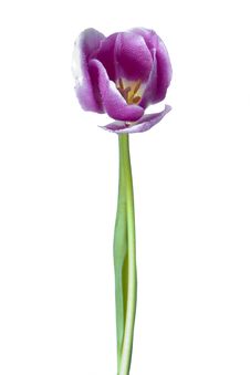 Spring Tulip Royalty Free Stock Images Spring Tulip Royalty Free Stock Images