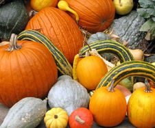 Gourds Stock Photo Gourds Stock Photo