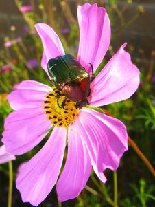 Flower And Beetle Royalty Free Stock Photos Flower And Beetle Royalty Free Stock Photos