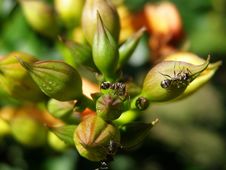 Ant Stock Photo