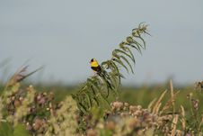 Male American Goldfinch Among Thistle Stock Photography Male American Goldfinch Among Thistle Stock Photography