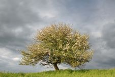 Wild Apple Tree Stock Images