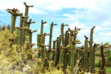 Cactus Group Royalty Free Stock Photography
