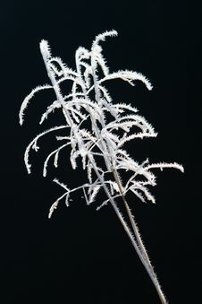 Hoarfrost On The Grass Royalty Free Stock Photo
