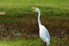 Great White Egret Royalty Free Stock Photos Great White Egret Royalty Free Stock Photos