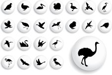 Big Set Buttons - 18_B. Birds Royalty Free Stock Image Big Set Buttons - 18_B. Birds Royalty Free Stock Image