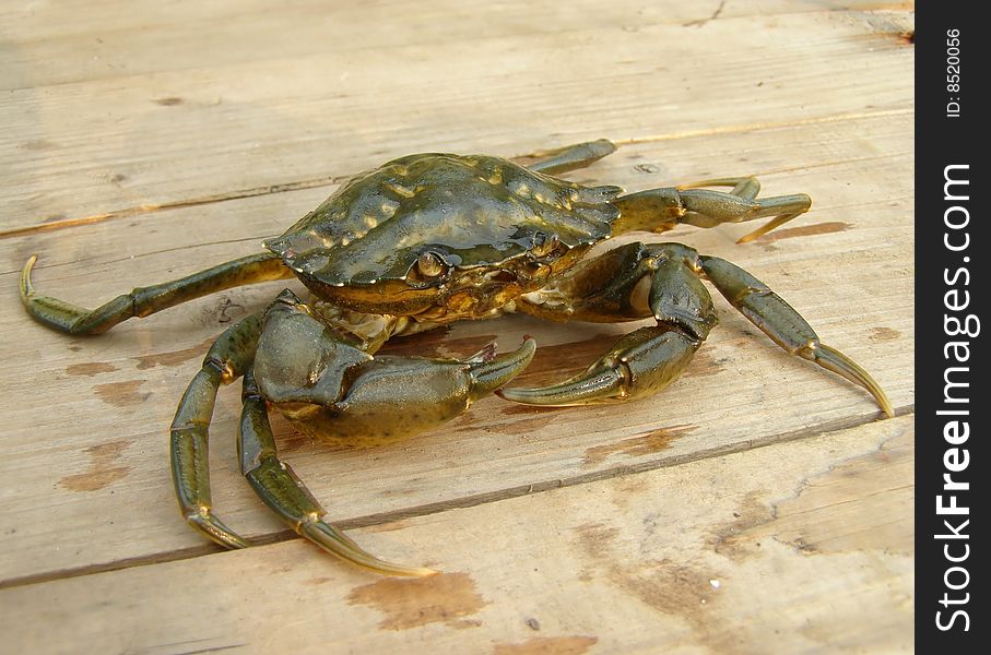 Green sad crab becomes tanned on a wooden box